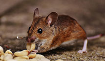24 Hour & Emergency Exterminators in North Brunswick, NJ